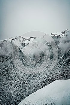 the atmosphere of the pine and snow