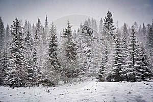 the atmosphere of the pine and snow
