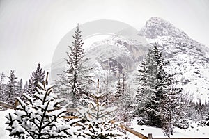 the atmosphere of the pine and snow