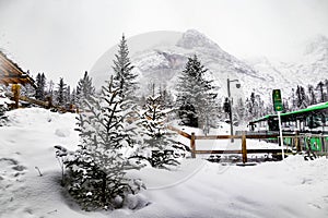 the atmosphere of the pine and snow