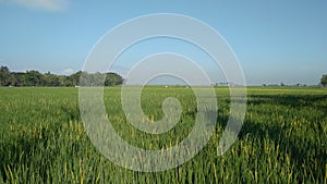 The atmosphere of rice fields in the morning