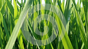 the atmosphere of rice plants in the morning