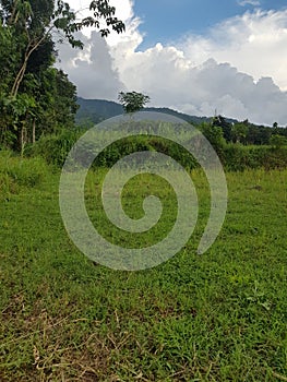 The atmosphere of rural rice fields in the morning
