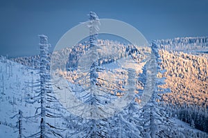 Atmosphere of winter mountains - frost and snow covered tree trunks
