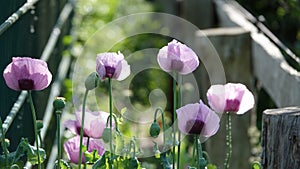 Atmospheric arragement from poppy in the Summertime