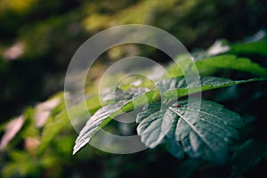 Atmospheric closeup of wild growing plants with a small red insect on it.