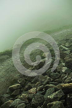 atmospheric and fairy-tale photo of a path