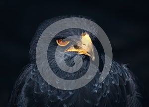 Atmospheric Grey Eagle-Buzzard Portrait with Piercing Stare