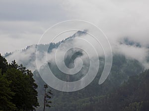 an atmospheric landscape with a coniferous forest in a thick fog.