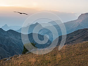 Atmospheric landscape with silhouettes of mountains on background of pink dawn sky. Eagle flies over a mountain gorge. Sundown in