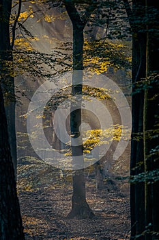 Atmospheric misty morning light on green branch in magical forest