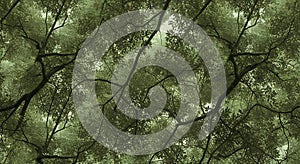 Overhead View of Forest Canopy