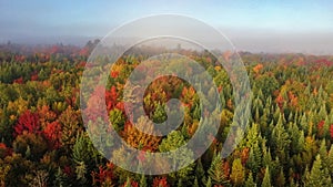 Atmospheric photo autumn forest. Bright colors of trees, red brown maple leaves at sunrise in fog