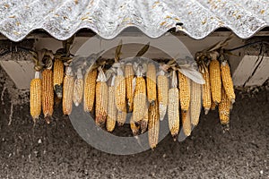 atmospheric photo of a crop of corn drying on a rope under a roof