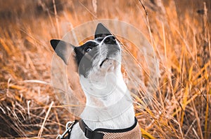 Atmospheric photo of a dog in the field, portrait of a basenji among the spikelets