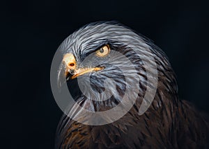 Atmospheric Portrait of a Ferrigunous Hawk