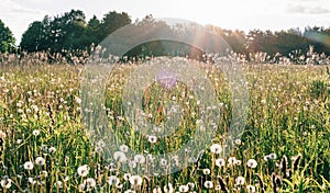 Atmospheric sunbeams with highlights on a warm summer evening. Floral background with white dandelions, herbs, wild flowers on a