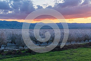Atmospheric Sunset over Almond Blooming Orchards near Modesto, California photo