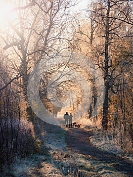 Atmospheric winter landscape with a sunny foggy path, trees covered with frost and the silhouette of a man walking a pack of dogs
