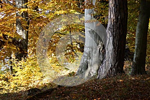 Atmospherically colored autumn forest on a calm lake - beech forest - beech light incidence light beam