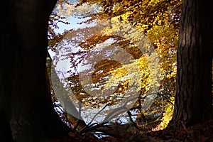 Atmospherically colored autumn forest on a calm lake - beech forest - beech light incidence light beam