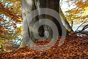 Atmospherically colored autumn forest on a calm lake - beech forest - beech light incidence light beam