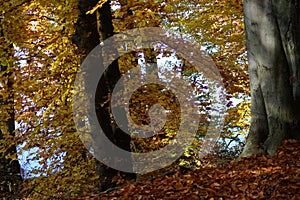 Atmospherically colored autumn forest on a calm lake - beech forest - beech light incidence light beam