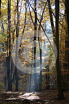 Atmospherically colored autumn forest on a calm lake - beech forest - beech light incidence light beam