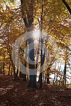 Atmospherically colored autumn forest on a calm lake - beech forest - beech light incidence light beam