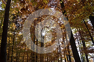 Atmospherically colored autumn forest on a calm lake - beech forest - beech light incidence light beam