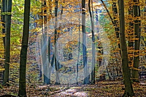 Atmospherically colored autumn forest on a calm lake - beech forest - beech light incidence light beam