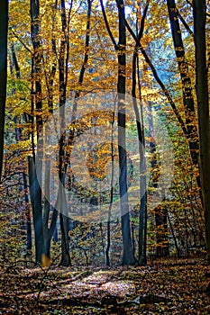 Atmospherically colored autumn forest on a calm lake - beech forest - beech light incidence light beam photo