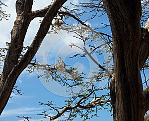 Atobas in their nests, Fernando de Noronha, Brazil