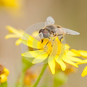 Atop A Yellow Bloom