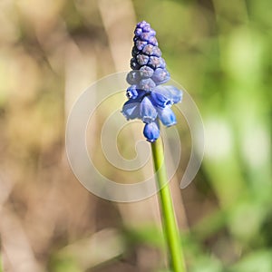 Atop A Yellow Bloom
