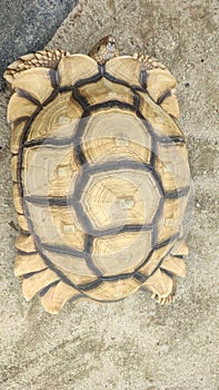 atortoise With A Long-Lived Sulcata Type And Can Become Giant