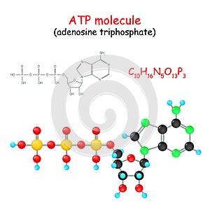 ATP Adenosine triphosphate molecule photo