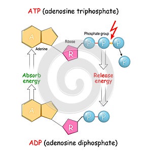 ATP and ADP. Absorb and Release energy into cell