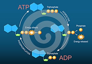 ATP ADP cycle. Adenosine triphosphate ATP and Adenosine diphosphate ADP molecules photo
