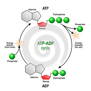 ATP ADP cycle. Adenosine triphosphate ATP is a organic chemica