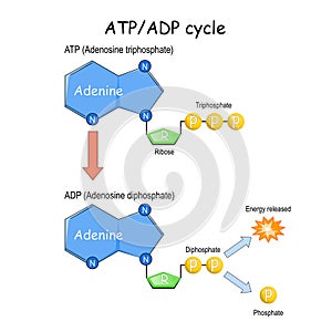 ATP ADP cycle photo