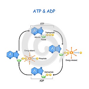 ATP ADP cycle