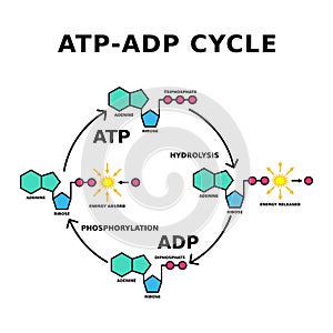 ATP ADP cycle. Phosphorylation.