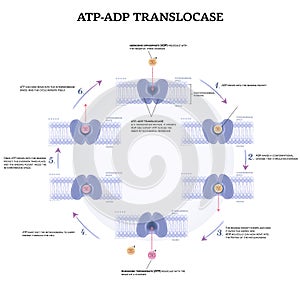 ATP and ADP translocase