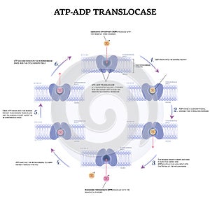 ATP and ADP translocase photo