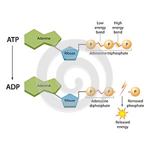 ATP: The Energy Currency for the Cell photo