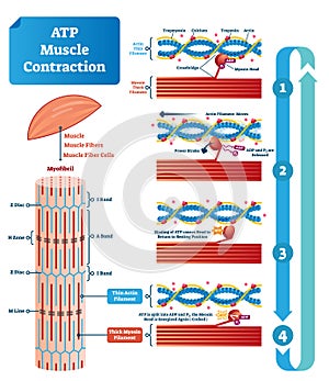 ATP muscle contraction cycle vector illustration labeled educational scheme