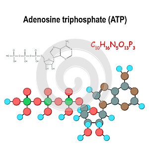ATP. Structural chemical formula and model of adenosine triphosphate