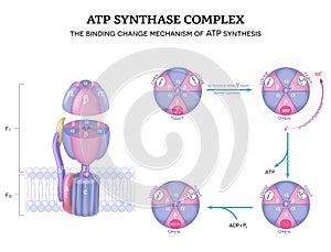 ATP synthase photo