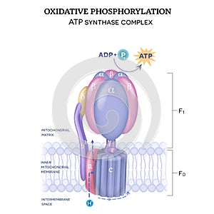 ATP synthase complex photo